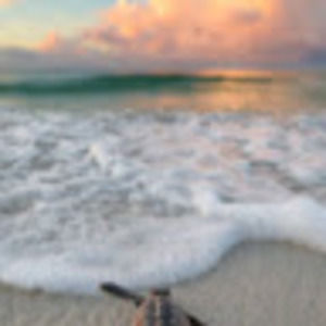 Meet your Posher, Alice